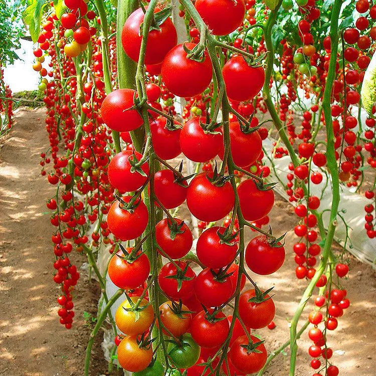 🎉limited time offer 🍅waterfall tomato seeds（high yield）100 grams organic pot mix free