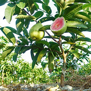 🎁Last Day Promotion 49% OFF🔥🌱Strawberry Guava Seeds🍐
