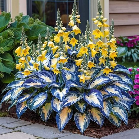 🔥🌿 shade-tolerant and cold-hardy hosta flowers 🌿🌱🔥