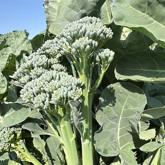 🌱 BROCCOLI RABE SEEDS – HARVEST TENDER SHOOTS IN JUST 30 DAYS + 100 Grams Organic Pot Mix Free