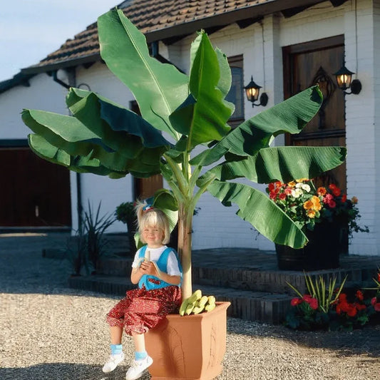 🍌 Dwarf Banana Seeds 🍌（High Yield）100 Grams Organic Pot Mix Free🌿🍌🍌