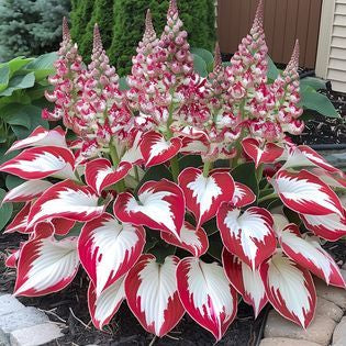 🔥🌿 shade-tolerant and cold-hardy hosta flowers 🌿🌱🔥