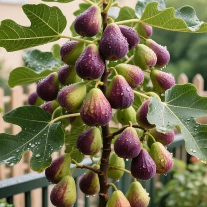 🏆65K+ SOLD!🌿Brown Turkey Fig Seeds – America's Favorite Fig for Patio & Container Gardening! Easy to Grow, Sweet Harvest.🌱BUY 1 GET 1 FREE! 🌱
