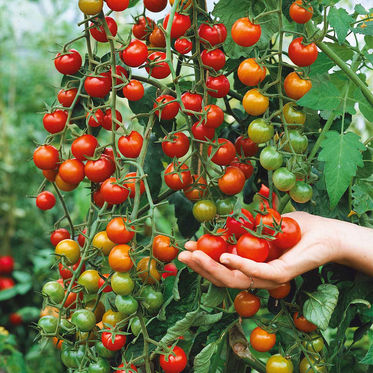 🎉limited time offer 🍅waterfall tomato seeds（high yield）100 grams organic pot mix free