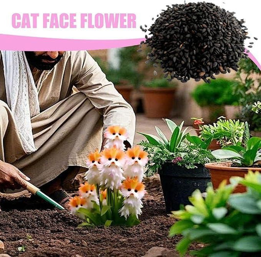🌱Awesome Plants! 🐱💐Dazzling Cat's Eye Flower and Free Organic Pot Mix 100 Grams
