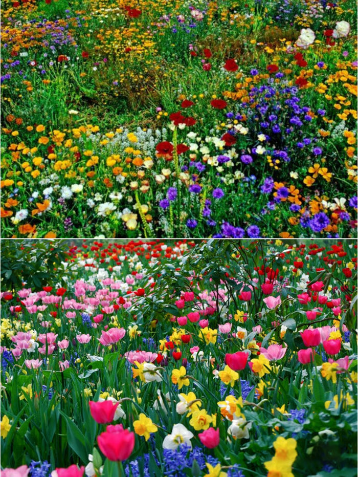 🔥last day clearance💝mixed perennial flowers seeds-over 60 kinds mixed
