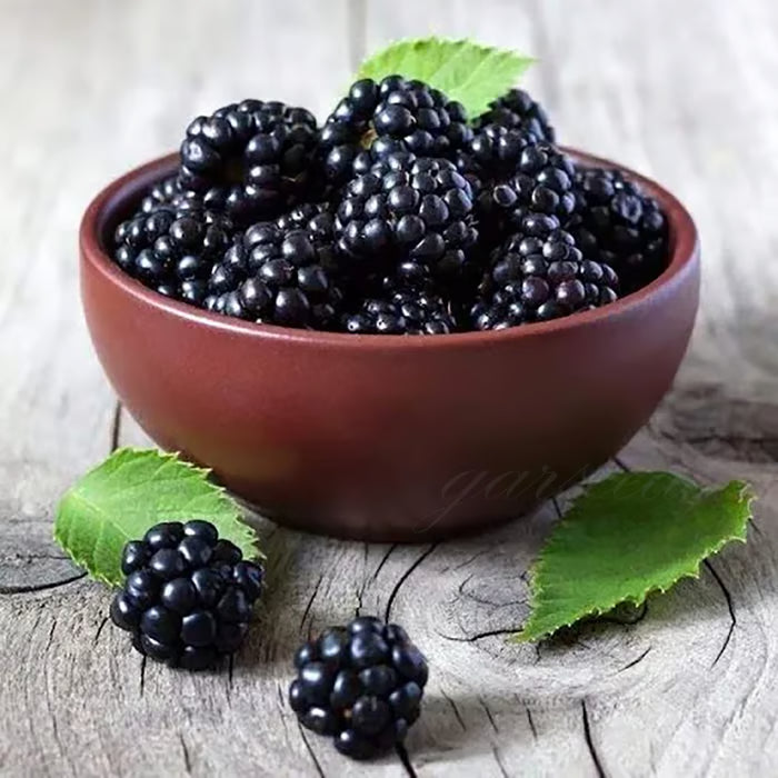 🍇sweet blackberry seeds- a delicious and convenient new choice🍇🔥buy 1 get 1 free🔥