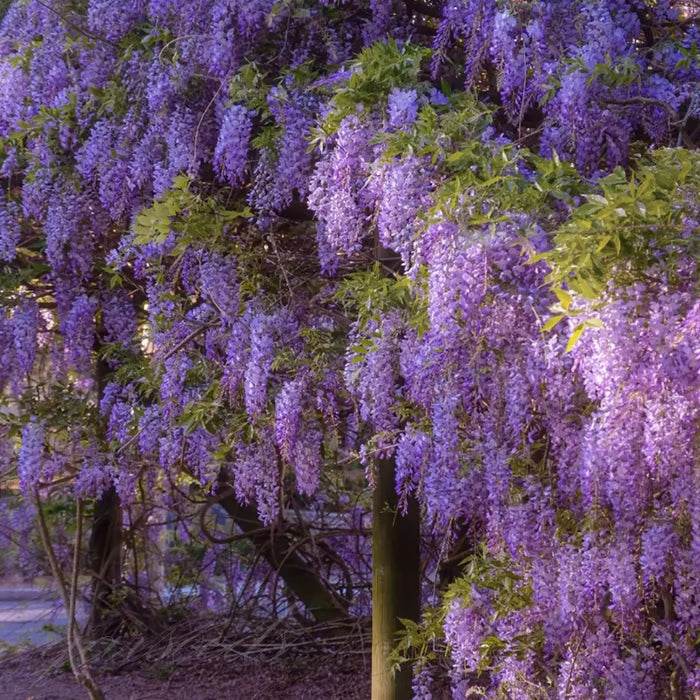 🌸wisteria seeds- the garden’s cascading beauty all year round🔥 buy 1 get 1 free! 🔥