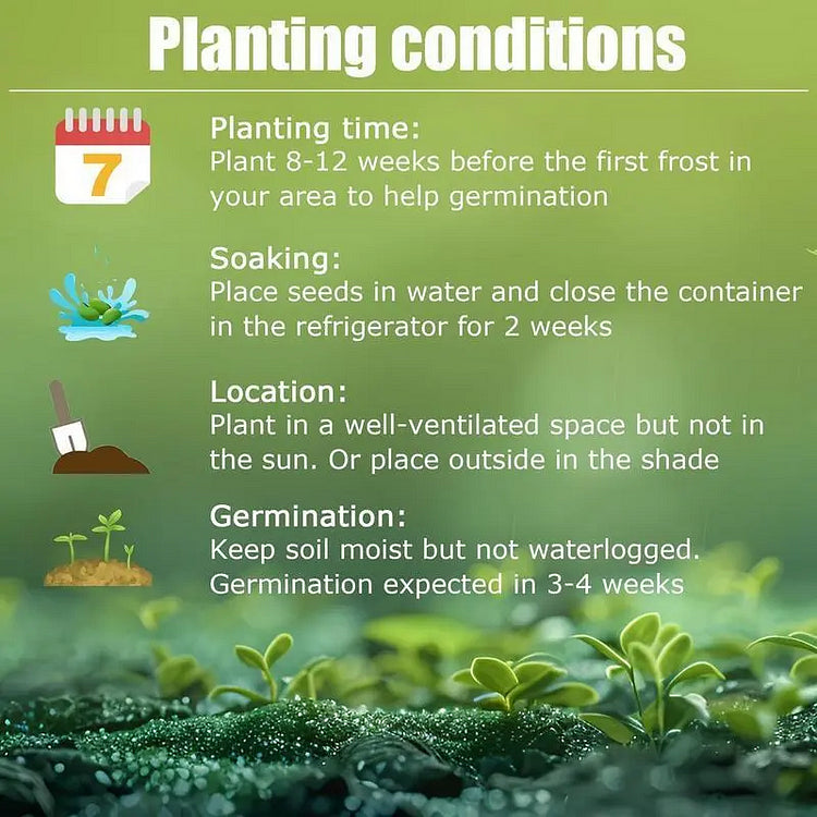 🔥hot sale 50% off🌈frosted pearl hosta seeds🌈🔥 buy 1 get 1 free! 🔥