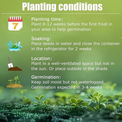 🔥Hot Sale 50% Off🌈Frosted Pearl Hosta Seeds🌈🔥 BUY 1 GET 1 FREE! 🔥