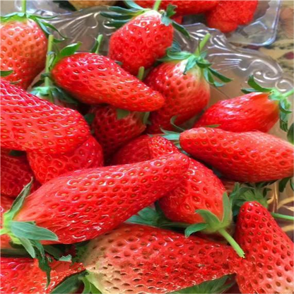 🍌🍓 Banana-Strawberry Seeds – The Sweet Tropical Flavor in Your Garden 🌿🌟 Free Organic Pot Mix 100 Grams