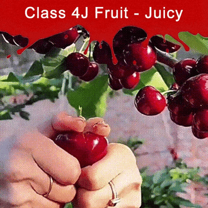 ✨Top Grade & Productive – Chilean Cherry Seeds Direct from Origin🌱Free 100 grams Organic Pot mix 🌱