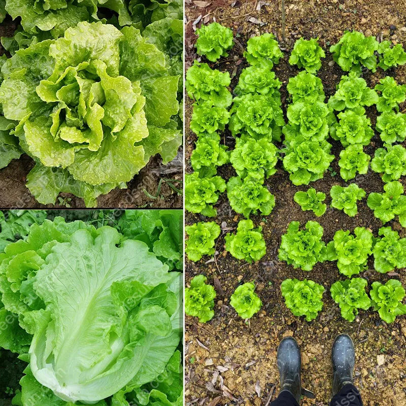 🌿 all season italian lettuce seeds 🌿🌟 free organic pot mix 100 grams