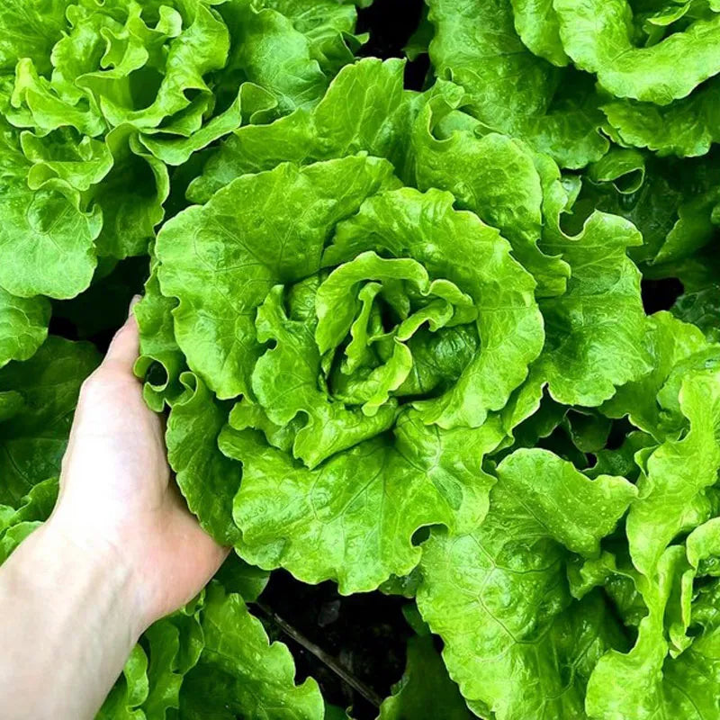 🌿 all season italian lettuce seeds 🌿🌟 free organic pot mix 100 grams