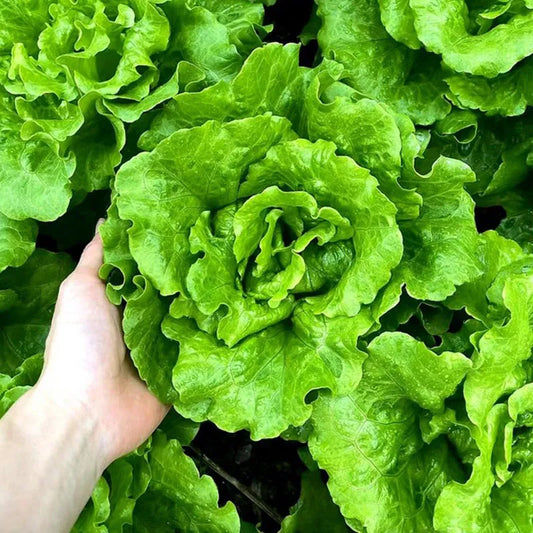 🌿 All Season Italian Lettuce Seeds 🌿🌟 Free Organic Pot Mix 100 Grams