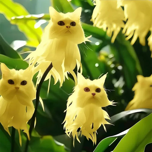 🌱Awesome Plants! 🐱💐Dazzling Cat's Eye Flower and Free Organic Pot Mix 100 Grams