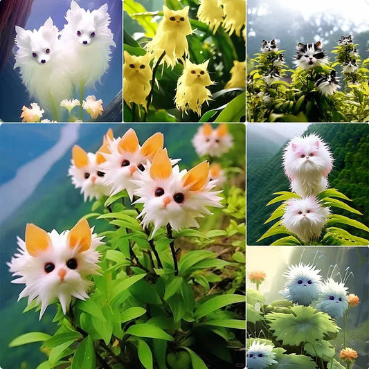 🌱Awesome Plants! 🐱💐Dazzling Cat's Eye Flower and Free Organic Pot Mix 100 Grams