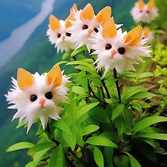 🌱Awesome Plants! 🐱💐Dazzling Cat's Eye Flower and Free Organic Pot Mix 100 Grams