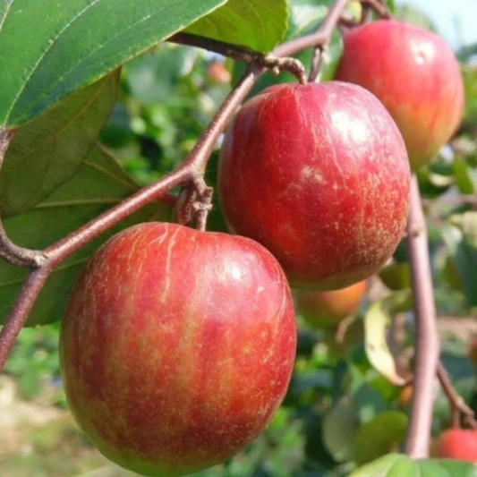 🍎 SUPER FRUITIVE – Red Apple Seeds 🍎🌱BUY 1 GET 1 FREE! 🌱