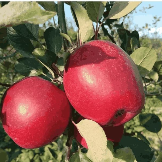 🍎 SUPER FRUITIVE – Red Apple Seeds 🍎🌱BUY 1 GET 1 FREE! 🌱
