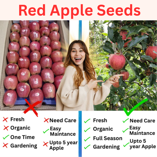 🍎 SUPER FRUITIVE – Red Apple Seeds 🍎🌱BUY 1 GET 1 FREE! 🌱
