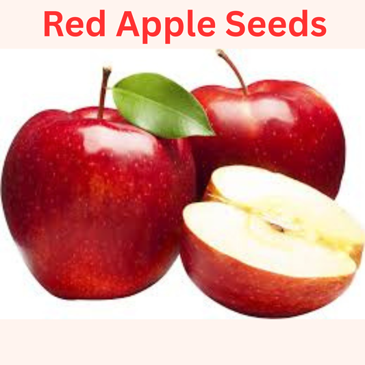 🍎 SUPER FRUITIVE – Red Apple Seeds 🍎🌱BUY 1 GET 1 FREE! 🌱
