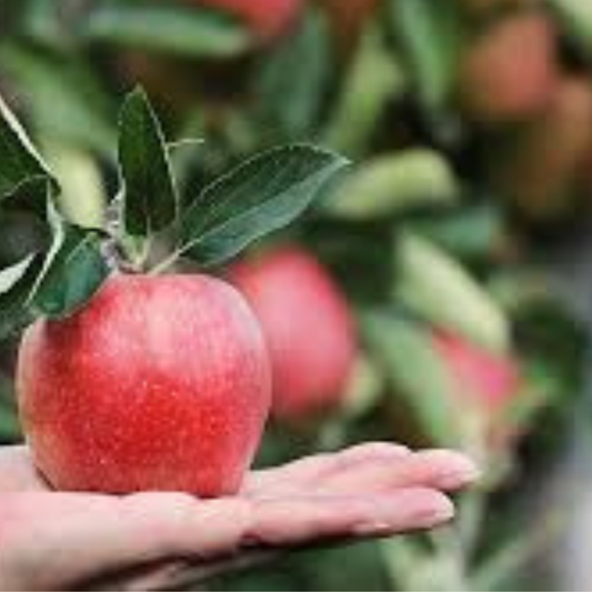 🍎 SUPER FRUITIVE – Red Apple Seeds 🍎🌱BUY 1 GET 1 FREE! 🌱