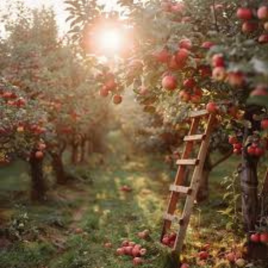 🍎 SUPER FRUITIVE – Red Apple Seeds 🍎🌱BUY 1 GET 1 FREE! 🌱