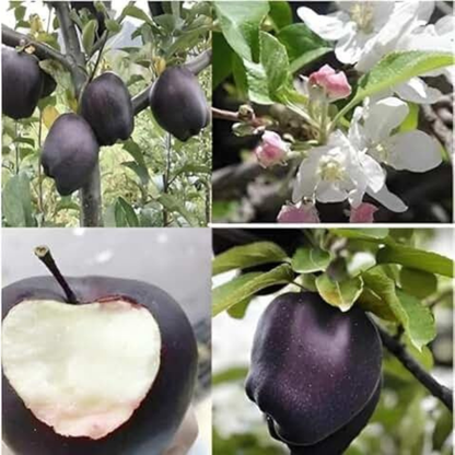 🍎 Black Diamond Apple Plant Seeds 🍎 Rare Dark Red Apple Tree Sapling , Exotic Sweet and Crisp Fruit Plant , Live Seb Tree for Home Garden and Orchard🍎🌱BUY 1 GET 1 FREE! 🌱🍎