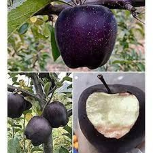 🍎 Black Diamond Apple Plant Seeds 🍎 Rare Dark Red Apple Tree Sapling , Exotic Sweet and Crisp Fruit Plant , Live Seb Tree for Home Garden and Orchard🍎🌱BUY 1 GET 1 FREE! 🌱🍎