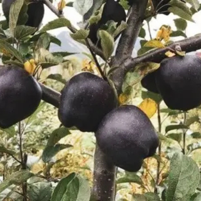 🍎 Black Diamond Apple Plant Seeds 🍎 Rare Dark Red Apple Tree Sapling , Exotic Sweet and Crisp Fruit Plant , Live Seb Tree for Home Garden and Orchard🍎🌱BUY 1 GET 1 FREE! 🌱🍎
