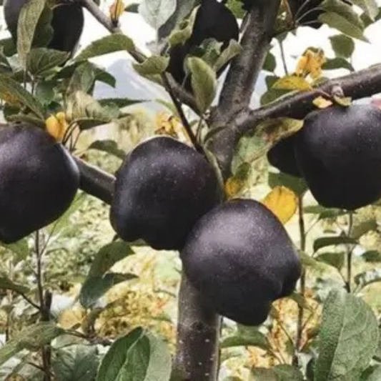 🍎 Black Diamond Apple Plant Seeds 🍎 Rare Dark Red Apple Tree Sapling , Exotic Sweet and Crisp Fruit Plant , Live Seb Tree for Home Garden and Orchard🍎🌱BUY 1 GET 1 FREE! 🌱🍎