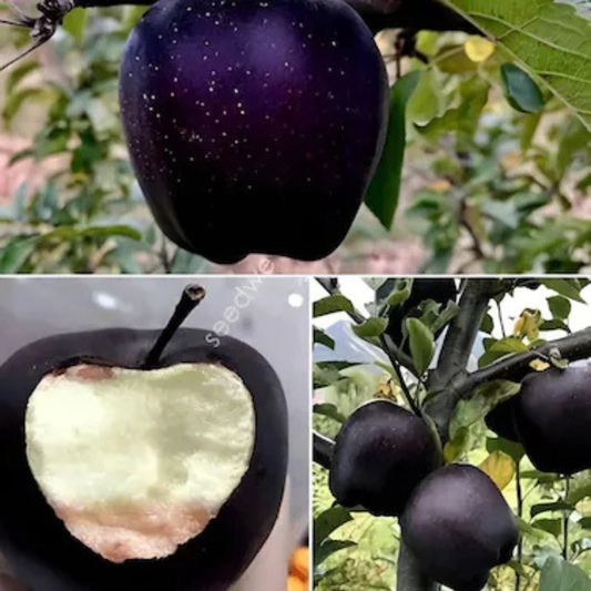 🍎 Black Diamond Apple Plant Seeds 🍎 Rare Dark Red Apple Tree Sapling , Exotic Sweet and Crisp Fruit Plant , Live Seb Tree for Home Garden and Orchard🍎🌱BUY 1 GET 1 FREE! 🌱🍎