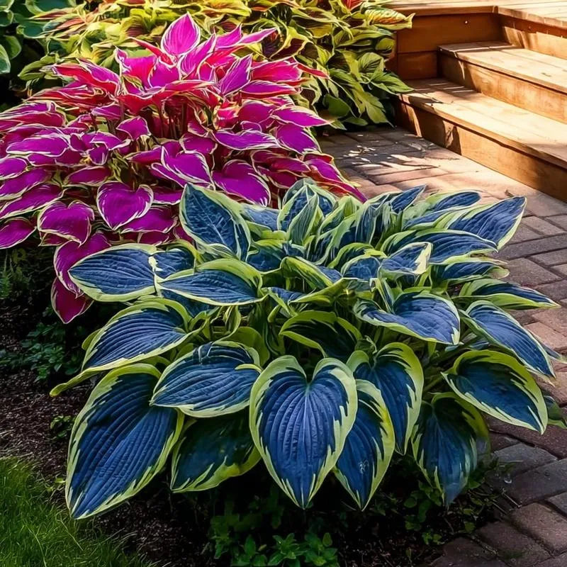 🔥🖤flame black red rare hosta flower seeds + 100 grams organic pot mix free 🎁2025 special offer