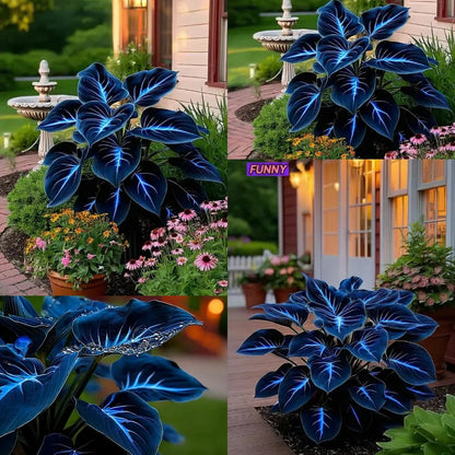 🔥🖤Flame Black Red Rare Hosta Flower Seeds + 100 grams Organic Pot mix Free 🎁2025 Special Offer