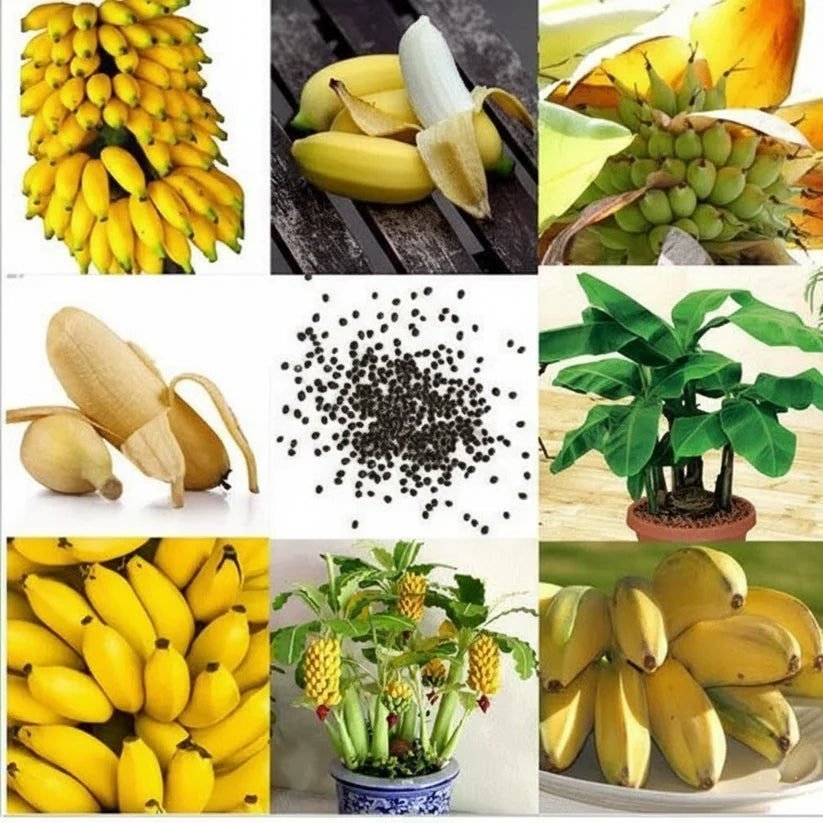 🍌 dwarf banana seeds 🍌（high yield）100 grams organic pot mix free🌿🍌🍌