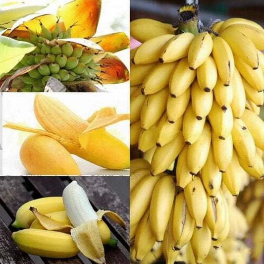 🍌 Dwarf Banana Seeds 🍌（High Yield）100 Grams Organic Pot Mix Free🌿🍌🍌