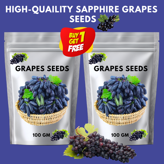 ✨Last Day 50% OFF 🍇 High-Quaility Sapphire Grapes Seeds🍇✨ 98% Germination（High Yield）🔥 BUY 1 GET 1 FREE! 🔥