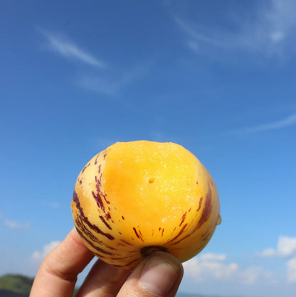 🌿✨Ginseng fruit seeds: Discover the power of nature in your garden! + Free 100 grams Organic Pot mix🌿✨