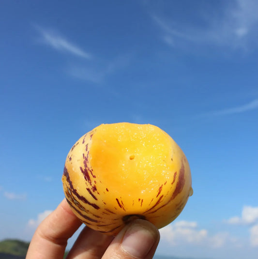 🌿✨Ginseng fruit seeds: Discover the power of nature in your garden! + Free 100 grams Organic Pot mix🌿✨