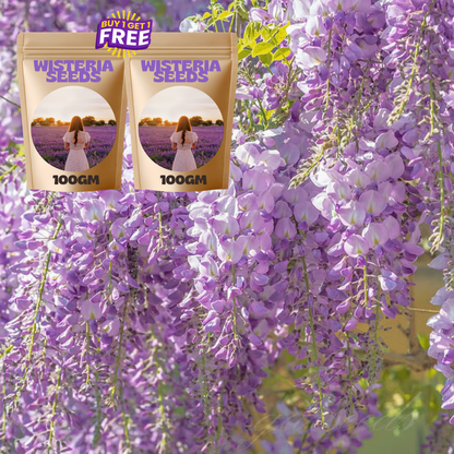 🌸WISTERIA SEEDS- THE GARDEN’S CASCADING BEAUTY ALL YEAR ROUND🔥 BUY 1 GET 1 FREE! 🔥