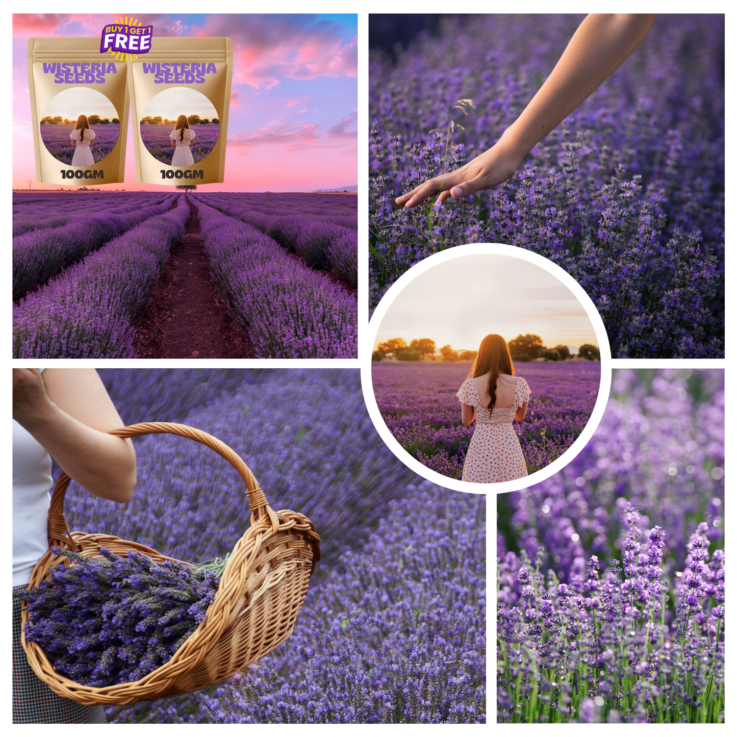 🌸wisteria seeds- the garden’s cascading beauty all year round🔥 buy 1 get 1 free! 🔥