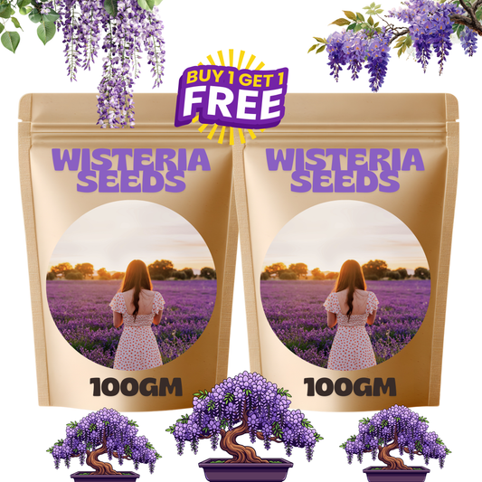 🌸WISTERIA SEEDS- THE GARDEN’S CASCADING BEAUTY ALL YEAR ROUND🔥 BUY 1 GET 1 FREE! 🔥