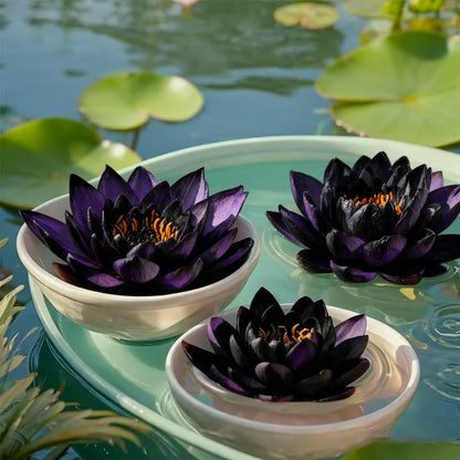 💮Midnight Purple Lotus Seeds🔥Buy 1 Get 1 Free🔥