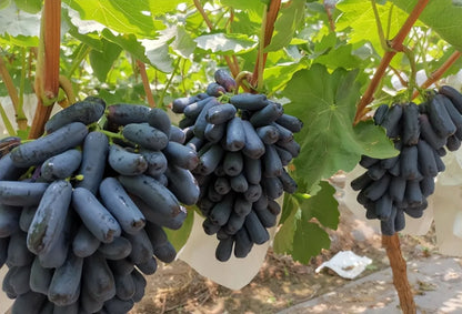 ✨Last Day 50% OFF 🍇 High-Quaility Sapphire Grapes Seeds🍇✨ 98% Germination（High Yield）🔥 BUY 1 GET 1 FREE! 🔥