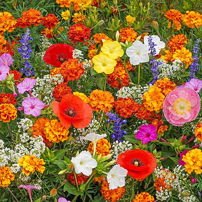 🔥Last day clearance💝Mixed Perennial Flowers Seeds-Over 60 kinds mixed