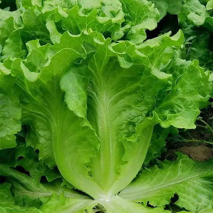 🌿 All Season Italian Lettuce Seeds 🌿🌟 Free Organic Pot Mix 100 Grams
