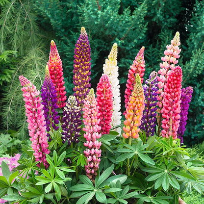 🔥Last Day 49% OFF💝🌸🌸Premium Lupine Flower Seeds（High Yield）100 Grams Organic Pot Mix Free🌸🌸💝