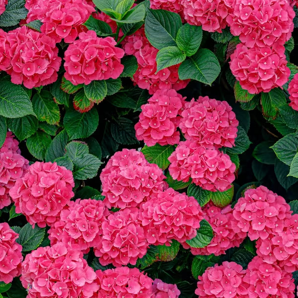 🌈mix hydrangea seeds - beautiful and hardy perennial flowers for your garden + free organic pot mix 100 grams🌱🌺
