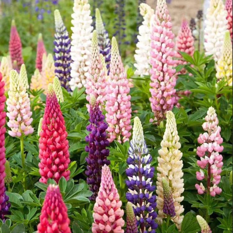 🔥last day 49% off💝🌸🌸premium lupine flower seeds（high yield）100 grams organic pot mix free🌸🌸💝
